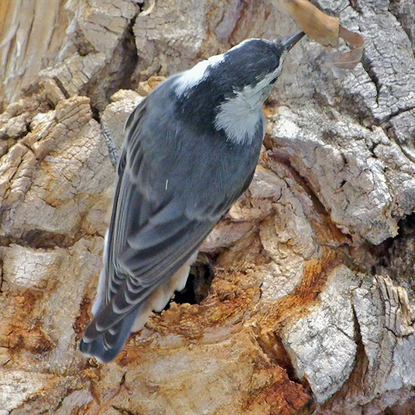 Nuthatch