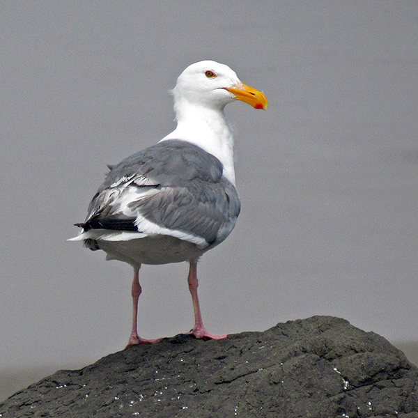 A large seagull standing on a shore rock, looking over the beach.