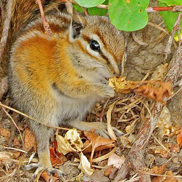 Ground Squirrel nibbling