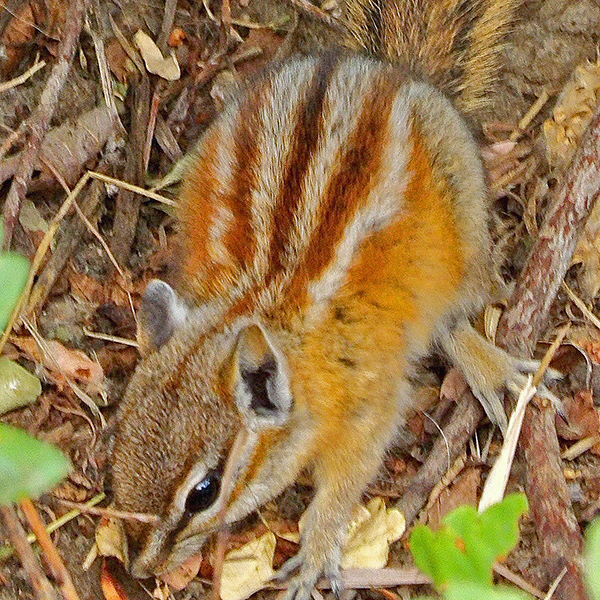 Cute Ground Squirrel at Lyon’s Gulch