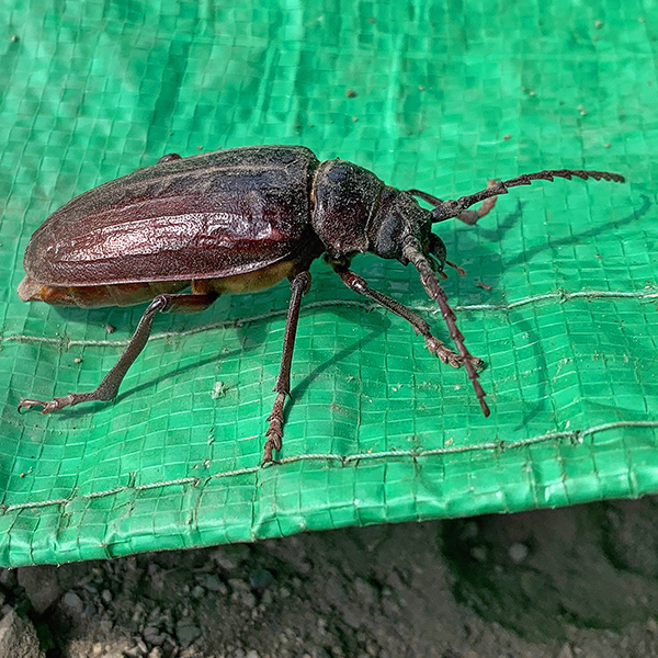 Prionus, a Longhorn Beetle