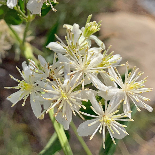 Flowers blooming around the Lyons Gulch campsite