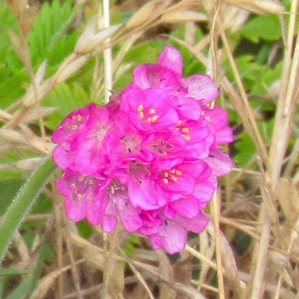 Sea Thrift Armeria marítima