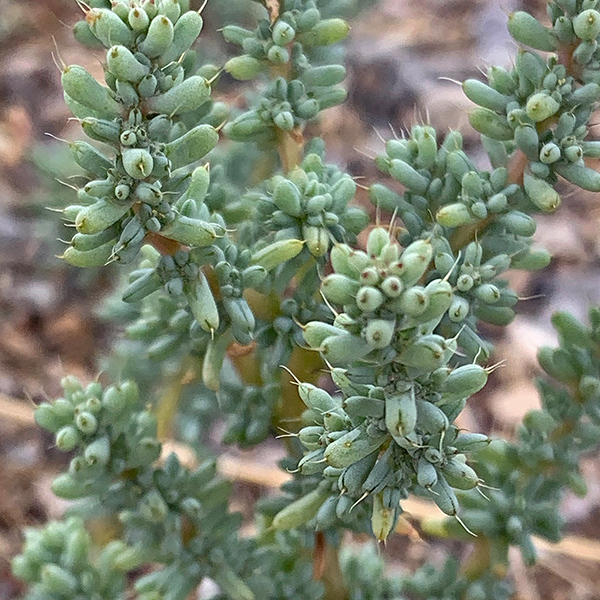 Plant we noticed at the Black Canyon View Area on I-70