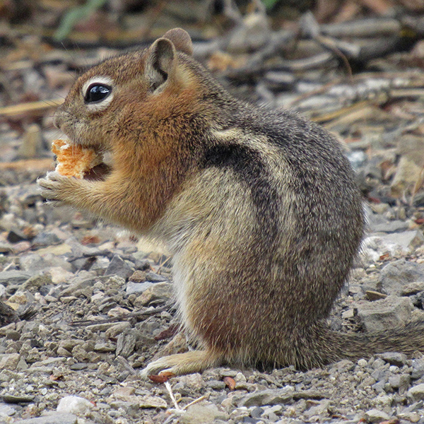 Lyon’s Gulch Ground Squirrel