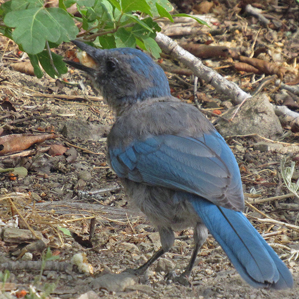 Scrub Jay