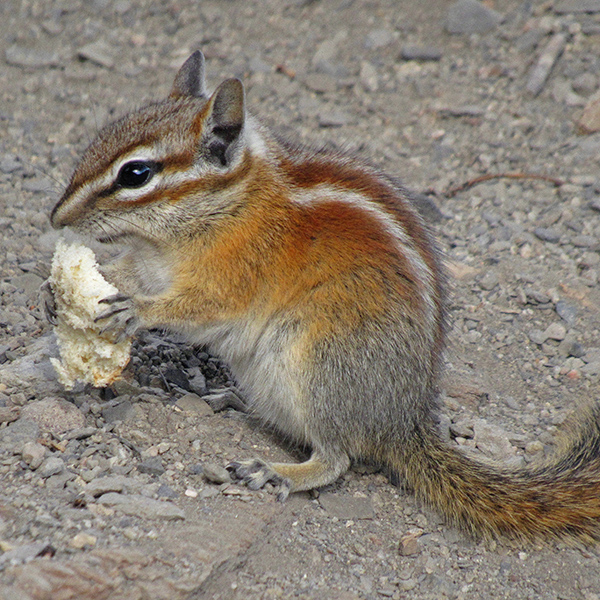 Lyons Gulch ground squirrel