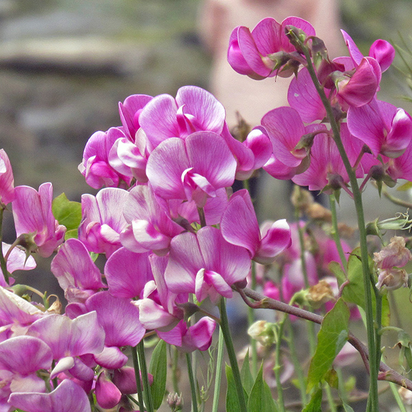 Pink flowers in Yachats