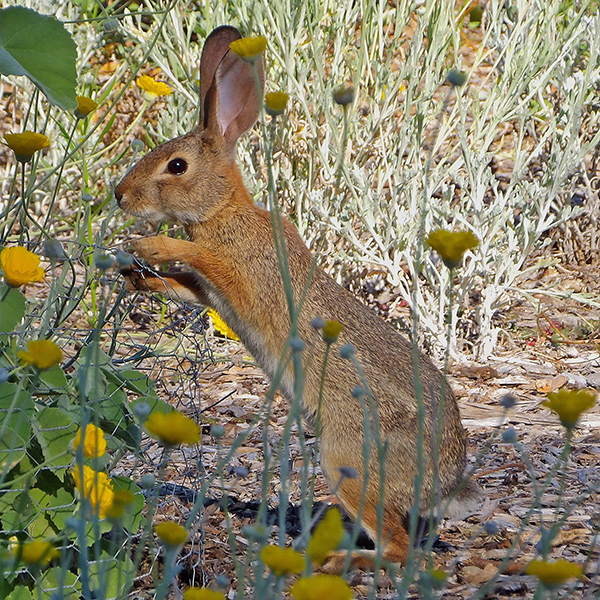 Hare in California Botanical Gardens
