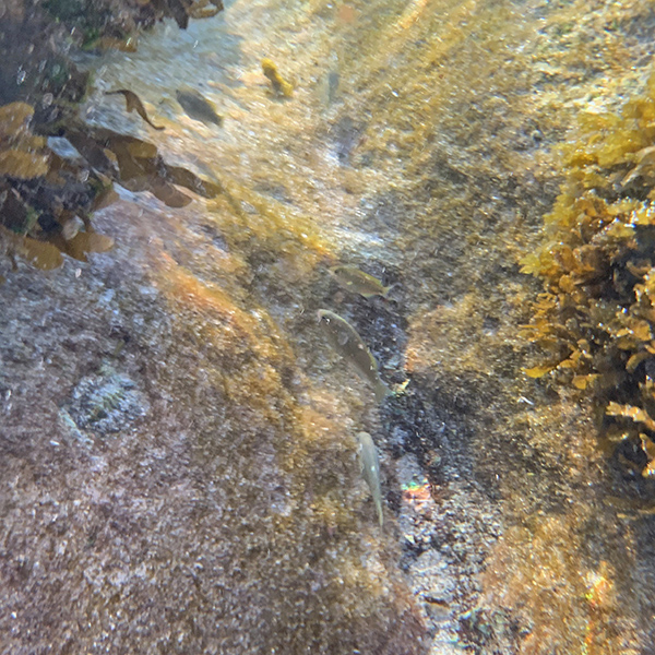 Inside a tide pool at Aliso Point