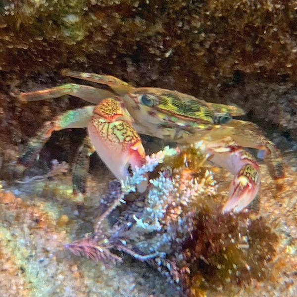 Striped Shore Crab Laguna Beach Pachygrapsus crassipes