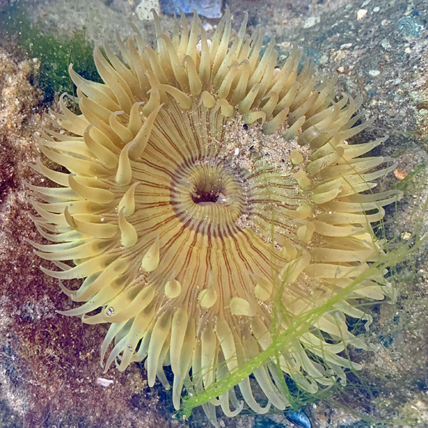 Starburst Anemone, a solitary anemone Anthopleura sola