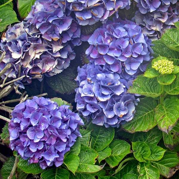 Blue hydrangea growing in front of the beach home Mom rented for her birthday.