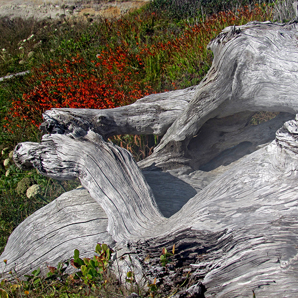 Driftwood along the 804 trail.