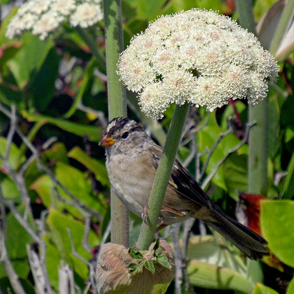 A White-Crowned Sparrow in Yachats, Oregon.