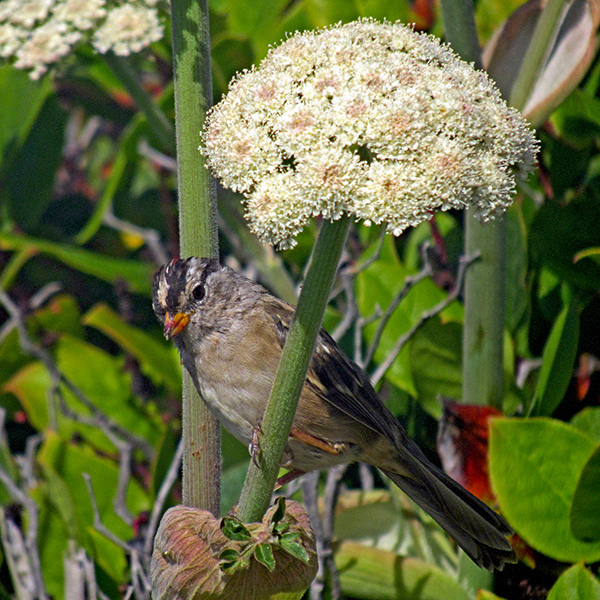 There were many white-crowned sparrows in the shrubs and grasses along the coast.