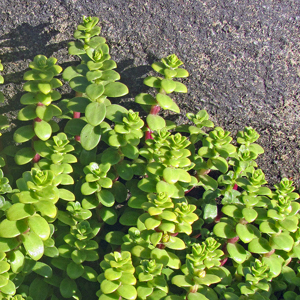 Plants on the coast in Yachats.