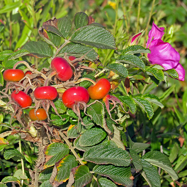 Rose Hips in Yachats.