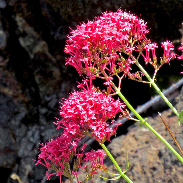 Flowers in Yachats.