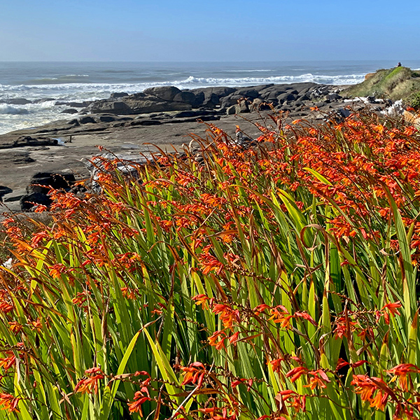The Crocosmia x crocosmiiflora hybrid flower covers much of the Oregon coast; it is a weed. Here is a patch of it along the 804 trail in Yachats.