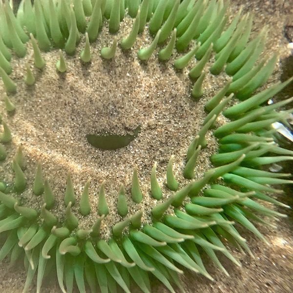 A view of a giant green anemone (Anthopleura xanthogrammica) taken underwater.