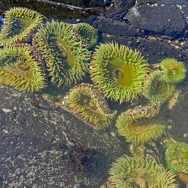 Giant green anemone in a tide pool at Yachats.
