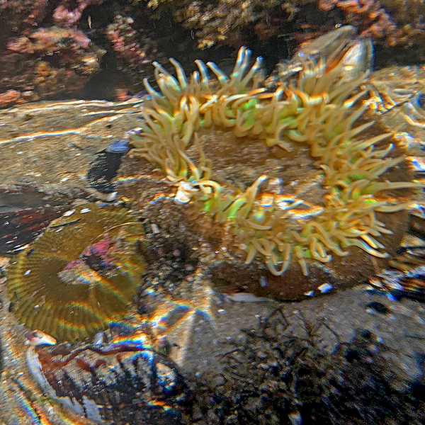 A view under the water in a tide pool at Yachats.
