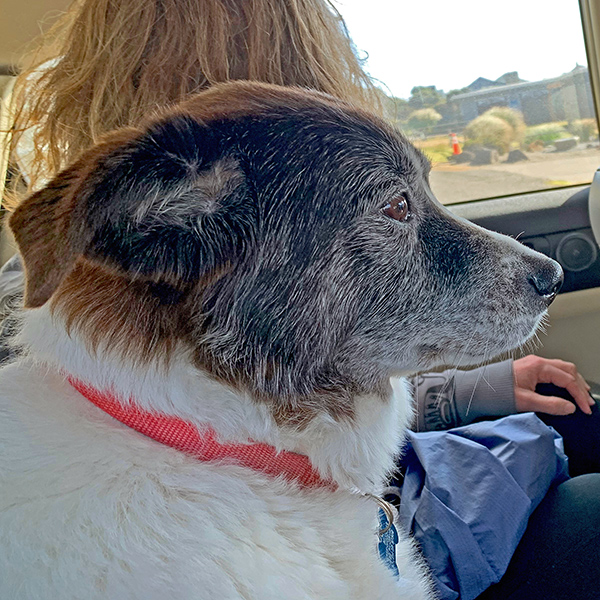 Bella, Jennell and Jason’s cute dog, in the car.