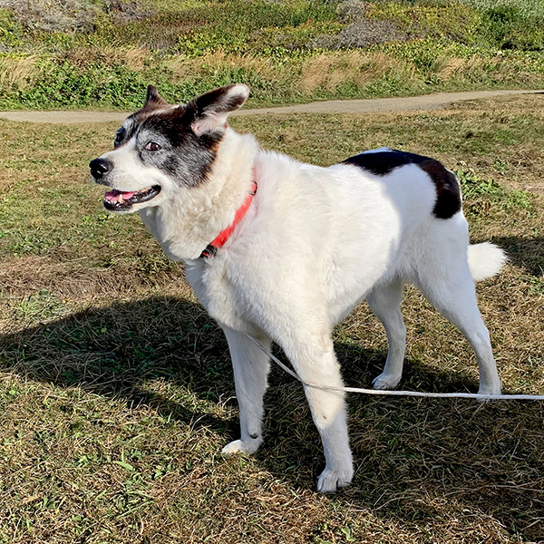 Bella went for a walk with us along the 804 trail in Yachats.