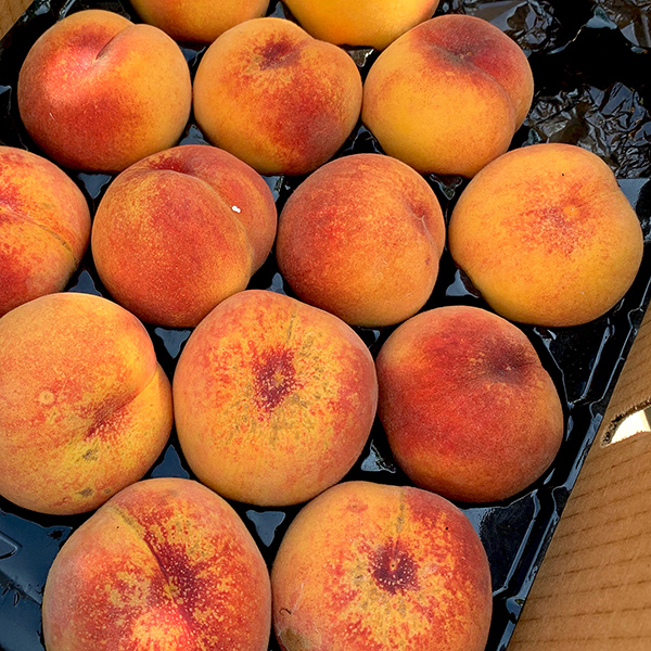 Rachel and I packed the peaches, like these Canadian Harmony peaches.