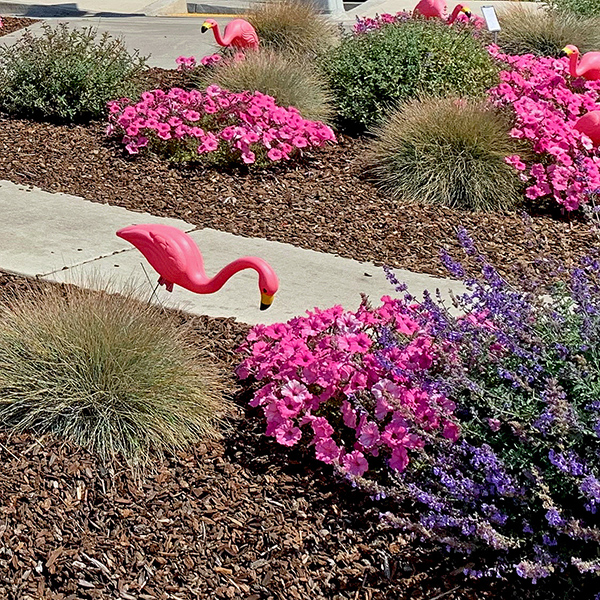 Flowers in the town of Yachats.