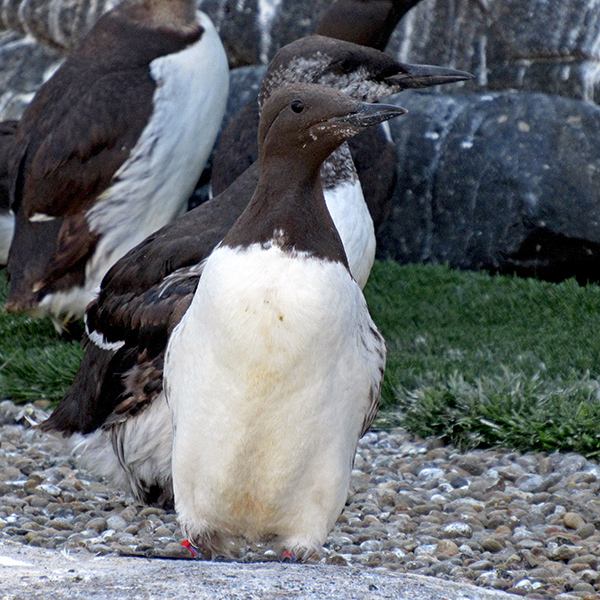 A common murre in the Oregon Coast Aquarium.