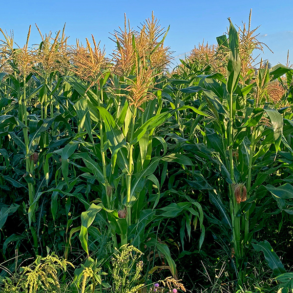 Corn growing on Stephens Farm.