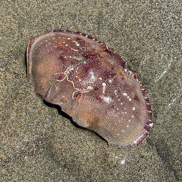 Crab Carapace at Yachats.