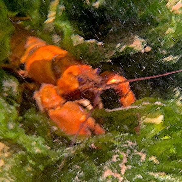 A crayfish in the Yachats River.