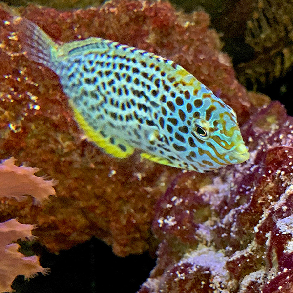 Fish in the Dallas Aquarium.