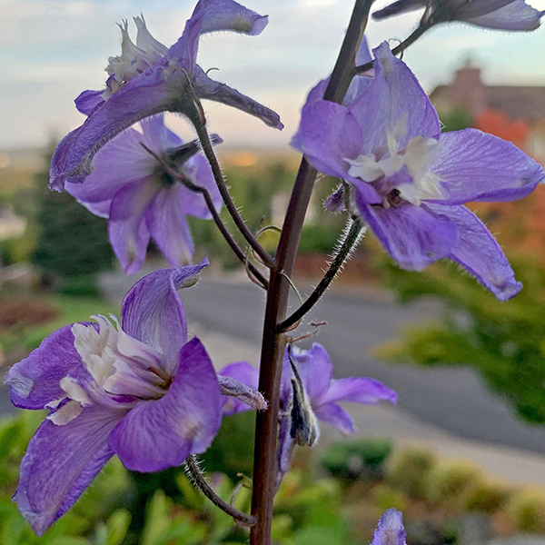 A delphinium plant we gave Mom for her birthday.