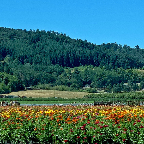 Flowers growing at Farmer John’s Produce and Nursery stand along Highway 18 south of McMinnville.