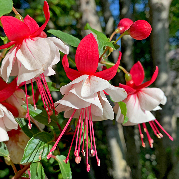 Flowers on my Mom’s balcony.