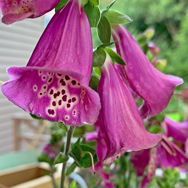 These are foxglove flowers we gave Mom for her birthday.