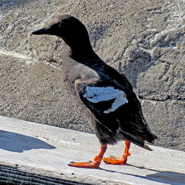 A guillemot in the Oregon Coast Aquarium.