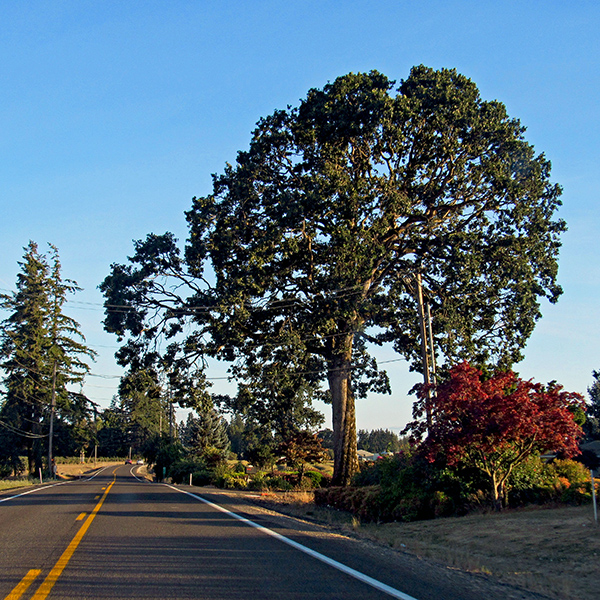 An oak tree on Highway 221, the road from Dayton to Salem, and the road one takes to get to Grand Island and Stephens Farm.