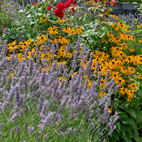 Mom’s lavender.