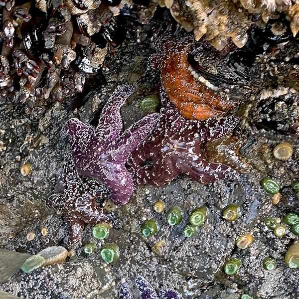 Ochre Sea Stars and barnacles at Yachats.