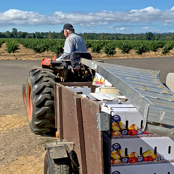 Chuck is heading toward the peach orchard to pick peaches.