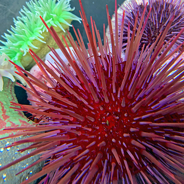 Oregon Coast Aquarium.