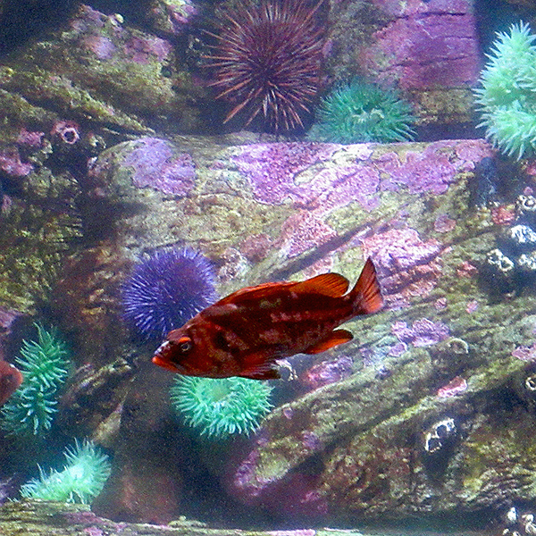 An aquarium inside the Oregon Coast Aquarium.  The pandemic prevented guests from going indoors, but the aquarium staff opened the doors so we could look inside from the doorway.