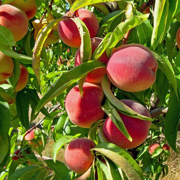 Here are some peaches on the tree.