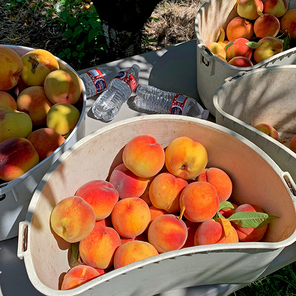 Chuck picks lots of peaches.