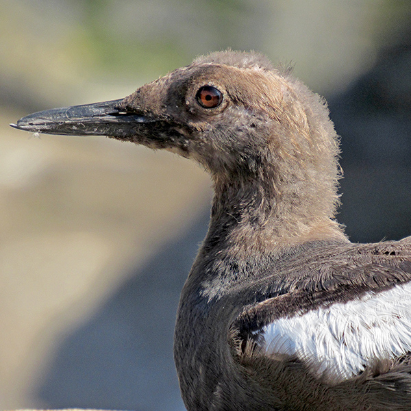 Pigeon Guillemot